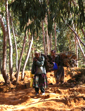 Firewood Carriers